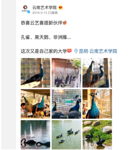 It is about the Yunnan Arts University's Weibo post. 
