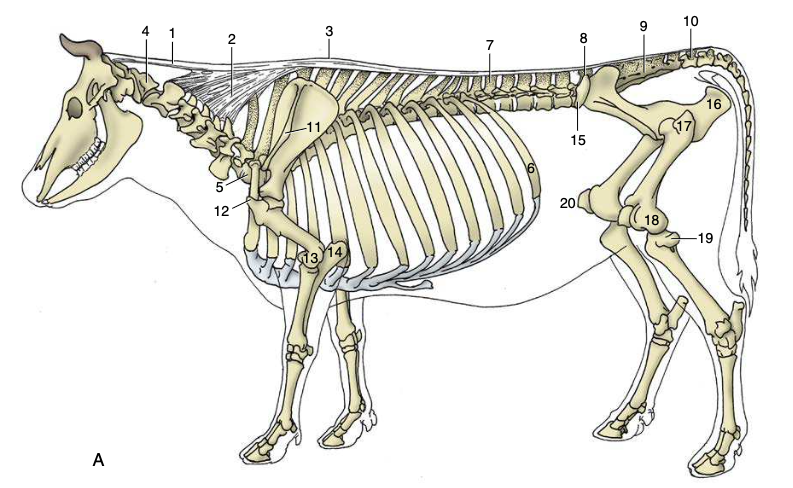 Bone structure of bovines, including cattle and buffalo. (Credit: Dyce, Sack, and Wensing's textbook of veterinary anatomy via the University of Calgary)